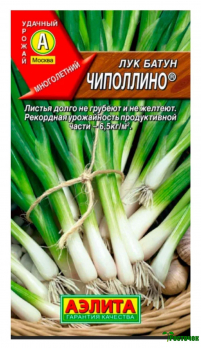 Лук батун Чиполлино
